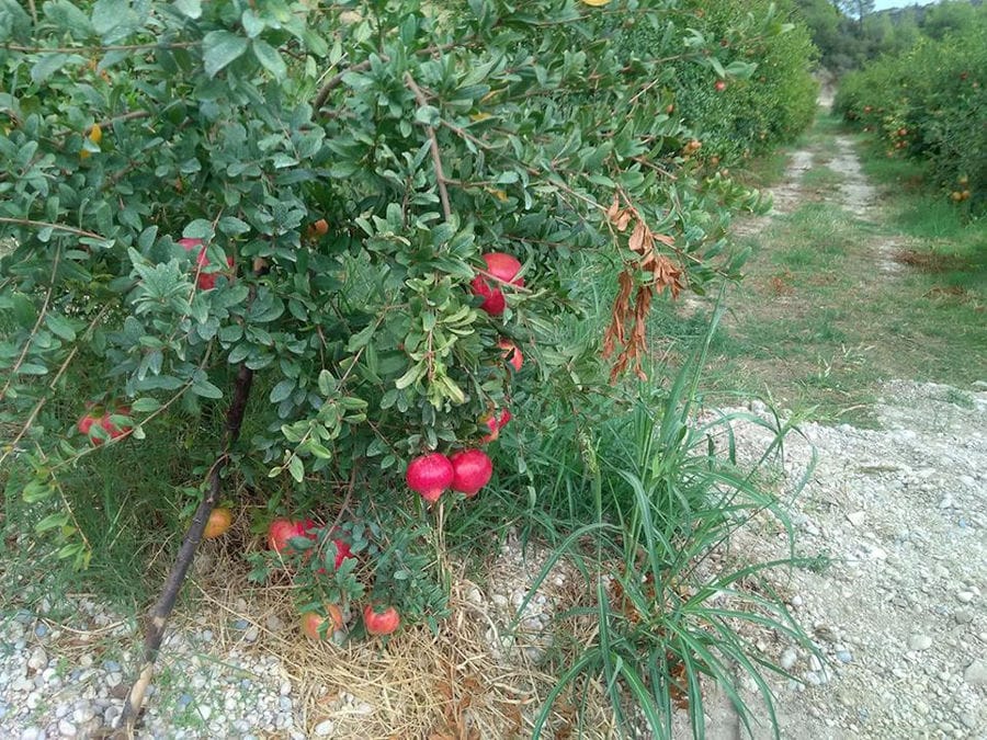 rows of pomegranate trees at Drupes crops